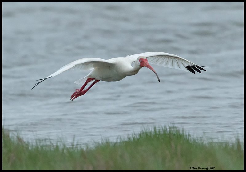 _8SB8613 white ibis.jpg